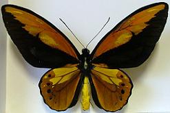 Ornithoptera croesus lydius (f.boutoni  abberant 112) (Internet Image property of respective owner, non-commercial use only)